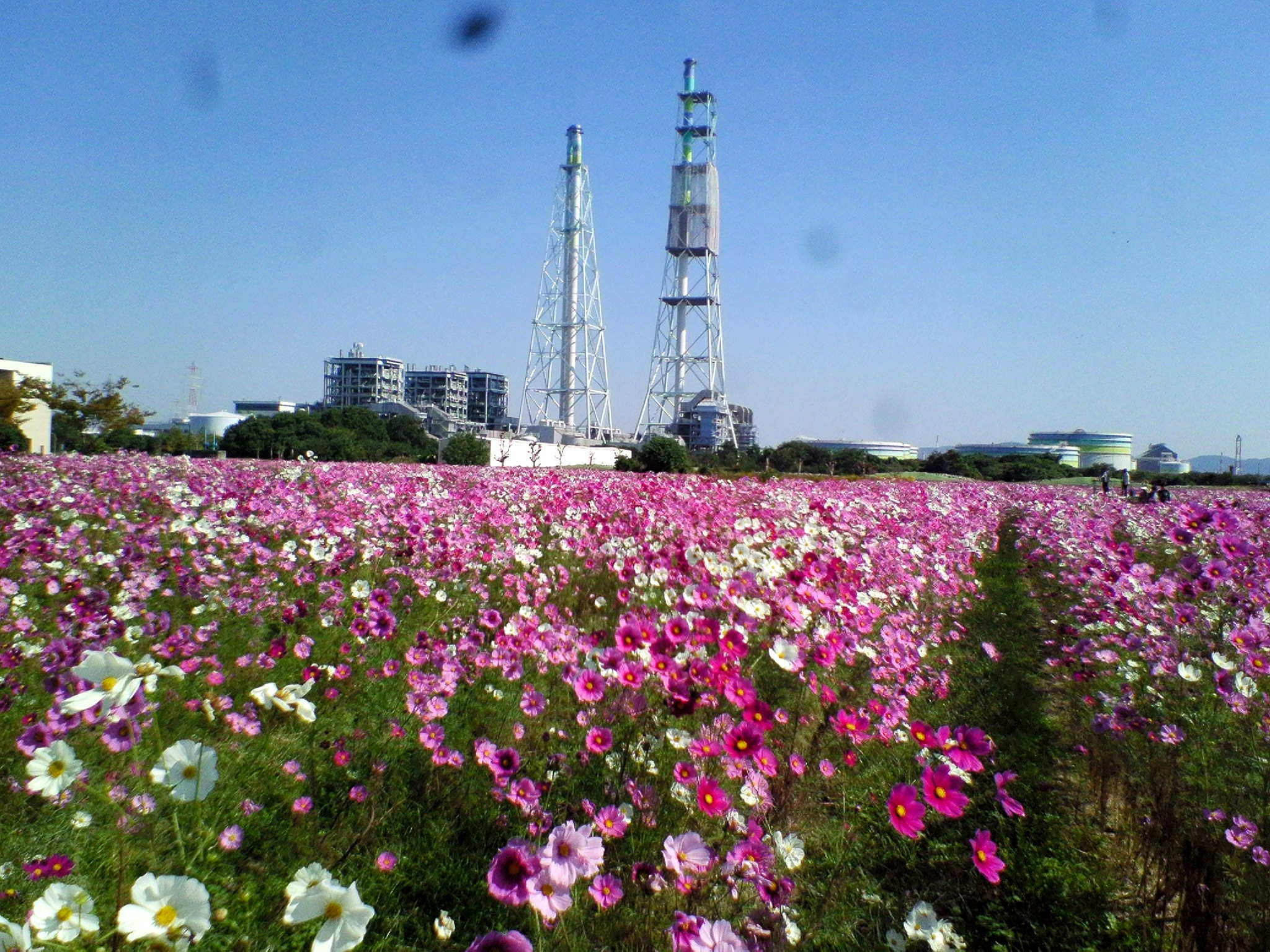 f0059673_18304480.jpg
