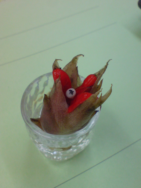 とっても珍しいミョウガの実。_d0182179_19204847.jpg