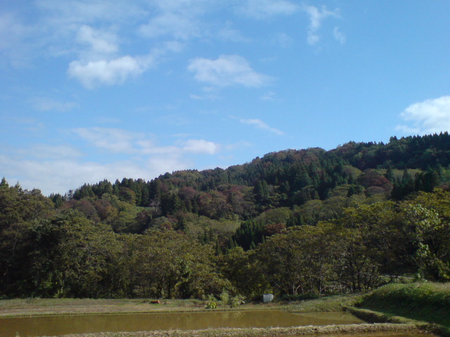 とっても珍しいミョウガの実。_d0182179_19471472.jpg