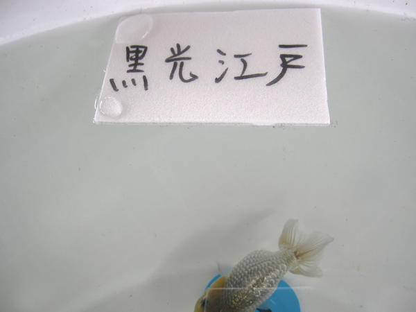変わり江戸錦を2つほど。_a0199486_23144313.jpg
