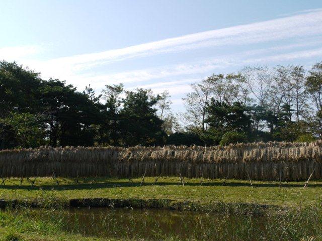 火曜ウォークで大田区を歩いてきました_b0175688_19541979.jpg