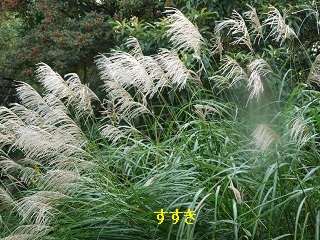 火曜ウォークで大田区を歩いてきました_b0175688_20249.jpg