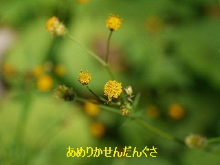 火曜ウォークで大田区を歩いてきました_b0175688_2062440.jpg