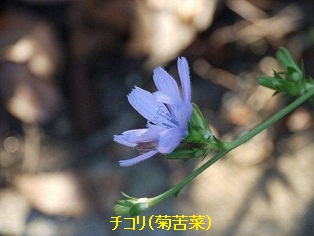 火曜ウォークで大田区を歩いてきました_b0175688_20906.jpg
