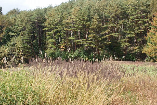 f0079289_05642.jpg