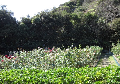 d0099791_14461491.jpg