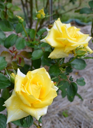 d0099791_14544248.jpg