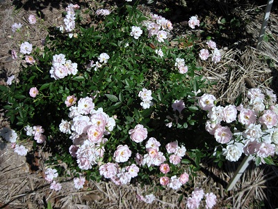 d0099791_14554746.jpg