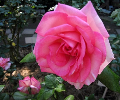 d0099791_1542098.jpg