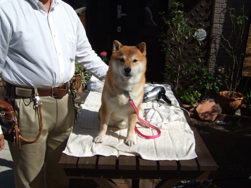 犬風呂 柴犬 ひろゆきと さもない毎日 週末自宅カフェ里音 りをん 一之江 笑い療法士のいるカフェ 趣味好房 織