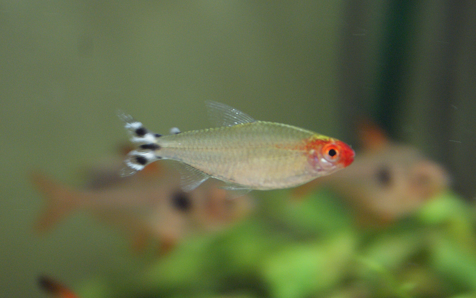 熱帯魚仲間のご紹介 アサヒグローバル公式ブログ 熱帯魚仲間のご紹介 アサヒグローバル公式ブログ