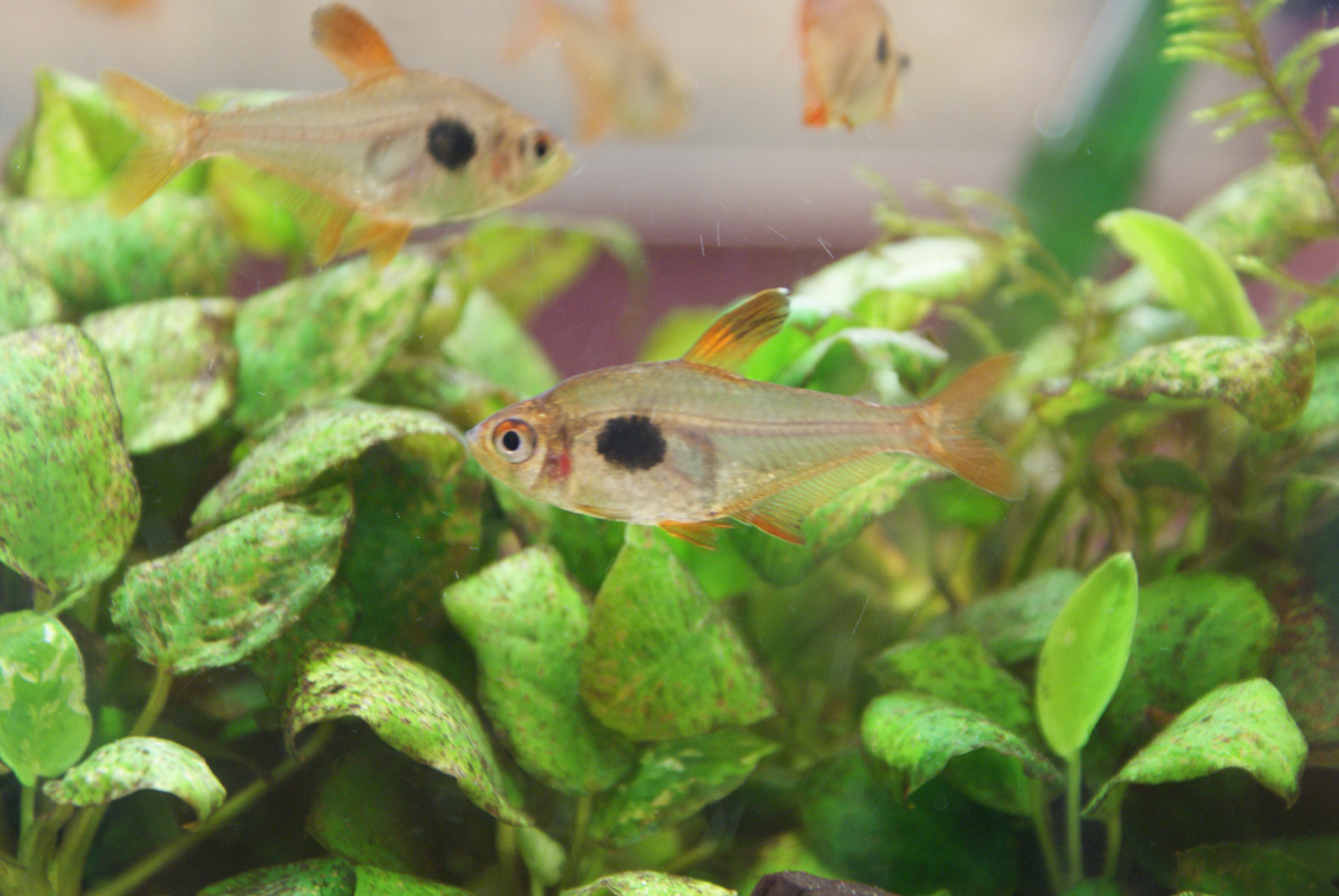 熱帯魚仲間のご紹介 アサヒグローバル公式ブログ 熱帯魚仲間のご紹介 アサヒグローバル公式ブログ