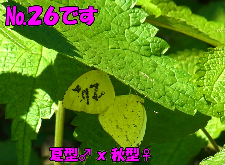 キタキチヨウ夏型の寿命？_e0253104_22441780.jpg