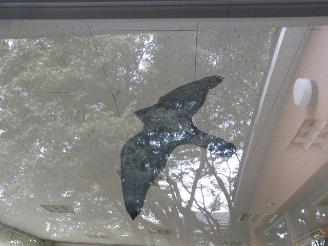 メジロ衝突_b0049307_14524826.jpg