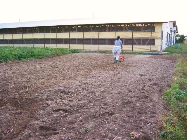 「なたね播種 2011」_a0120513_194173.jpg