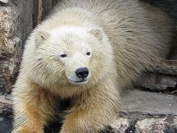 ホッキョクグマ飼育経験のないロシア・ペンザ動物園が飼育準備を開始 ~ 「親和性」、「運」とは?_a0151913_21561584.jpg