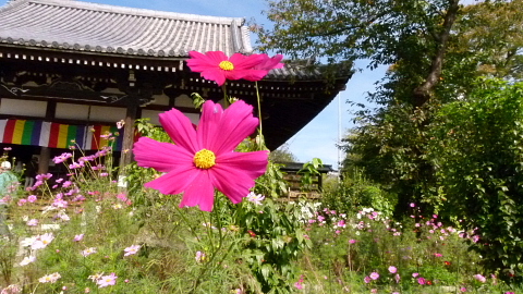 2011般若寺のコスモス_f0033614_11393490.jpg