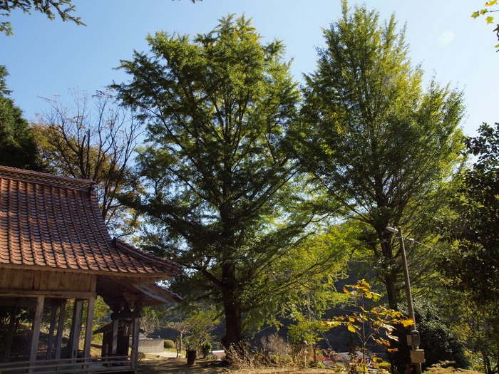 客人神社のイチョウ_c0116915_00949.jpg