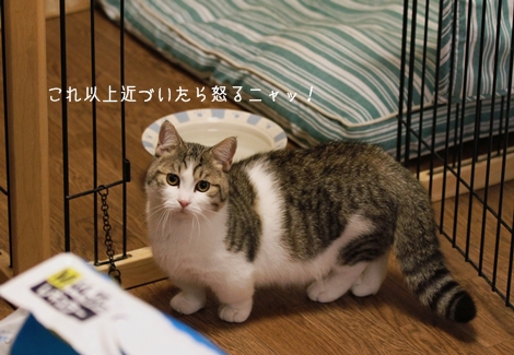 猫さんとの仮同居、いよいよスタート。_c0222816_2158319.jpg