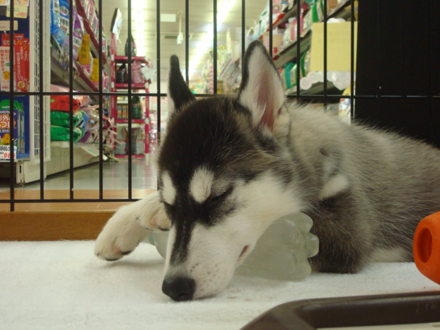 新しい家族が見つかりました ペットメイト西宮店の生体ブログ 新しい家族が見つかりました ペットメイト西宮店の生体ブログ