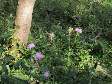 f0009028_1755199.jpg