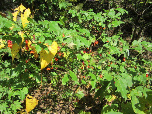 f0009028_17561947.jpg
