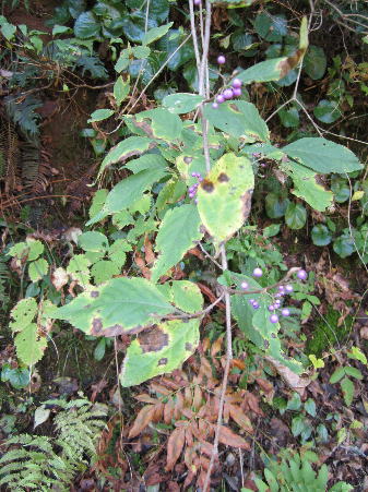 f0009028_17595131.jpg