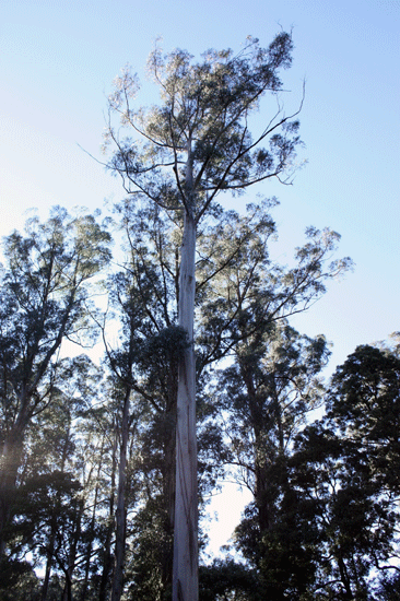 f0078132_533937.gif