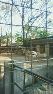 動物園☆_c0149633_19505270.jpg