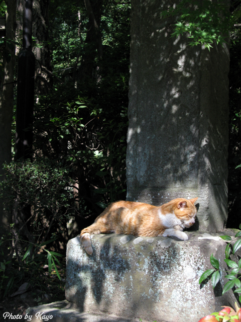 深大寺の和み猫、それからバラ_a0117440_2225055.jpg