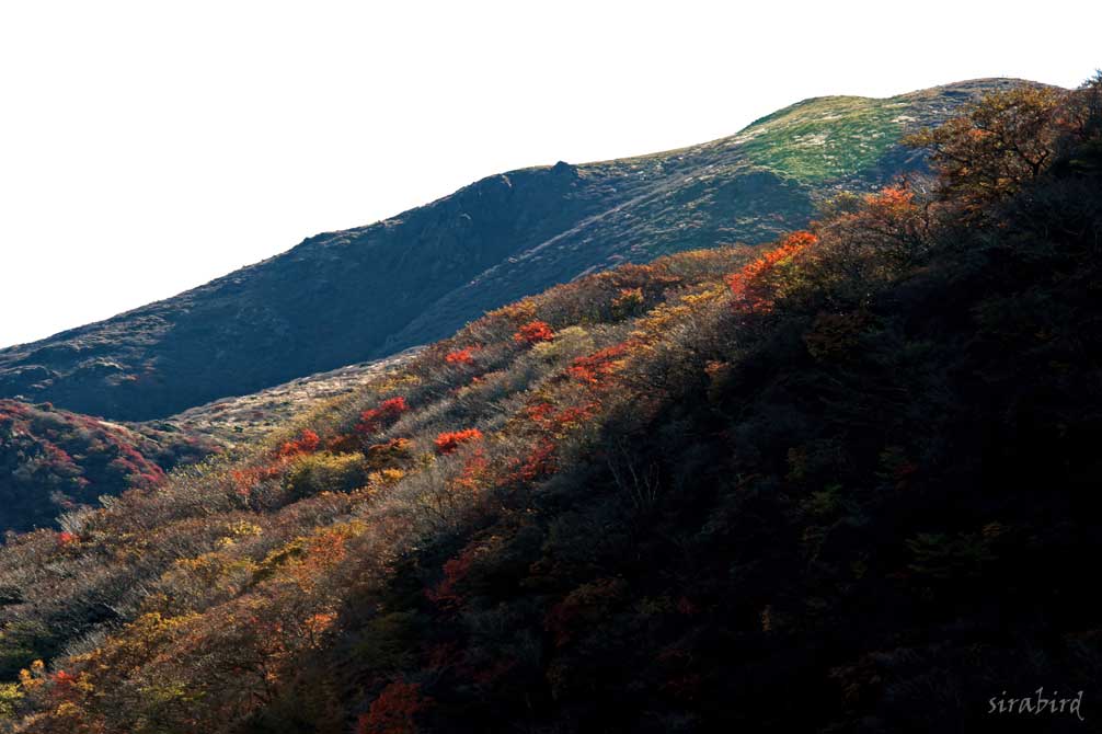 やっと阿蘇五岳の雲海を･･･_d0238245_1348134.jpg