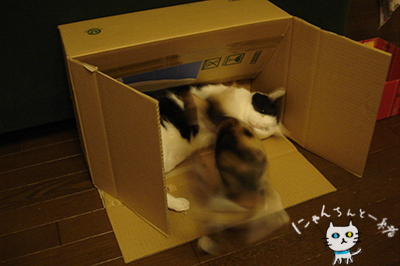 新たなる不毛な闘いPart 2 _e0031853_4551837.jpg