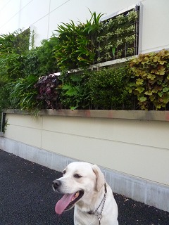 with dog ポスティング日和♪_a0165160_97787.jpg