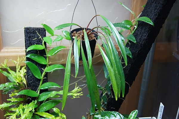 ホマロメナ Homalomena sp. Narrow Red Morowali,Sulawesi wf1
