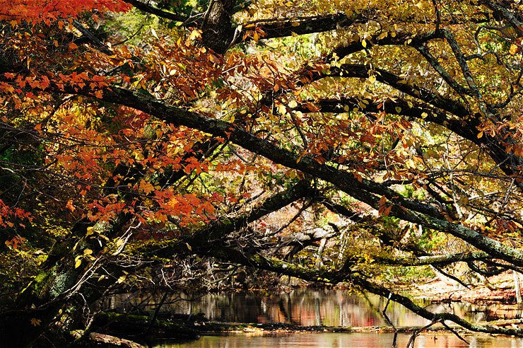 湯の湖 ~紅葉~_f0222161_118391.jpg