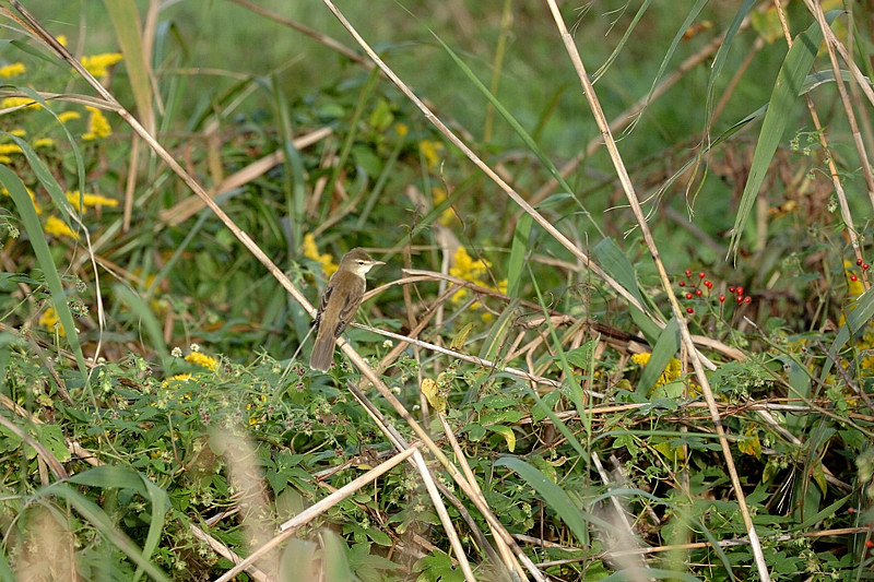 シマセンニュウ_d0193067_2152924.jpg