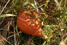 Jack-O-Lantern_c0057781_2382229.jpg