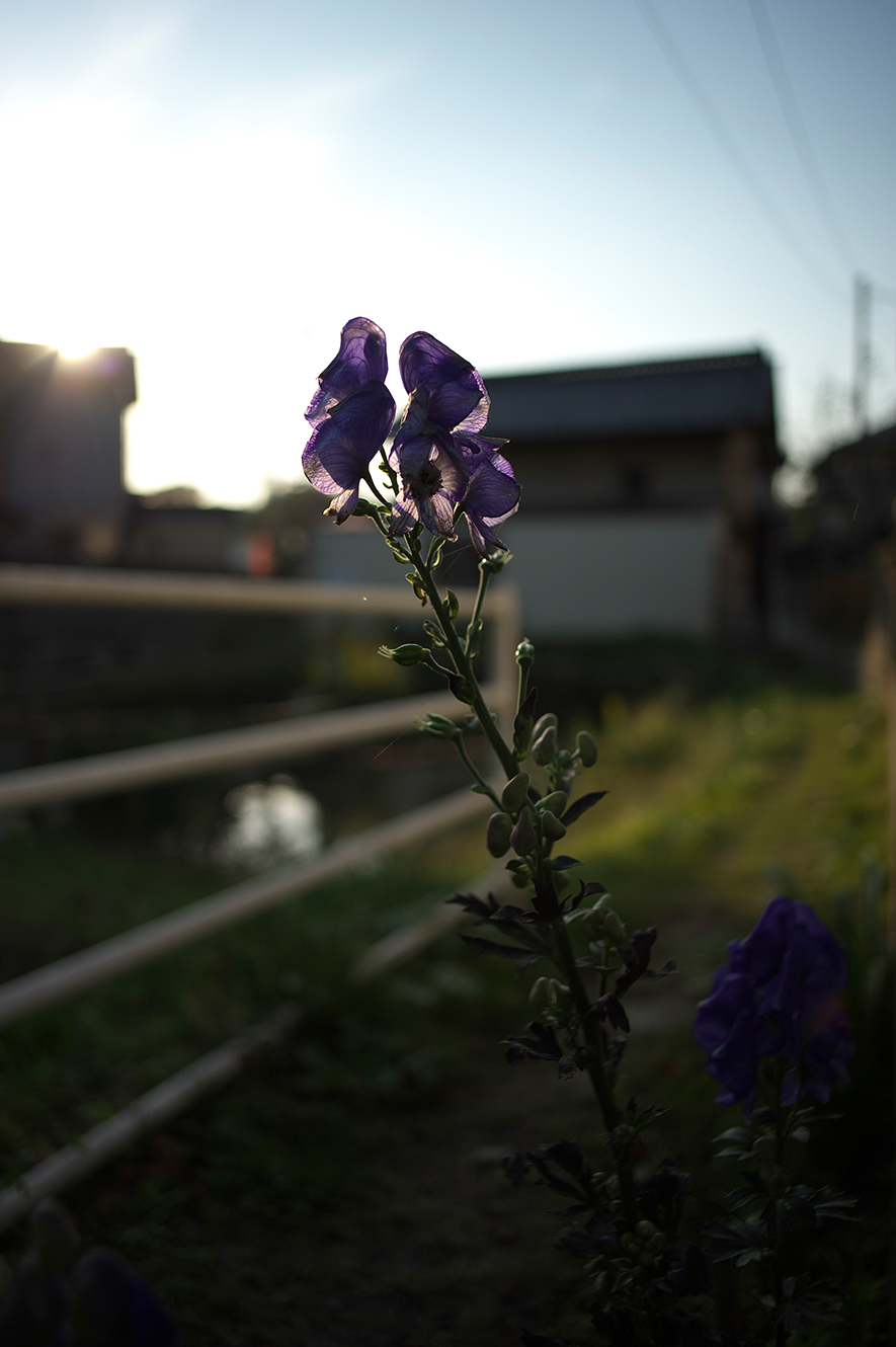 夕風の帰り道_f0121181_235232.jpg