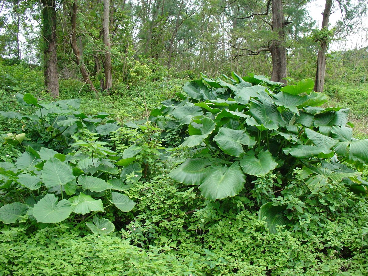 【与論島再生のアイデア（１８）】島の生き物、植物が見れる『与論自然園』をつくってはどうか_e0032991_6175088.jpg