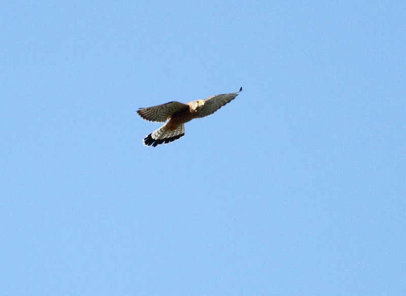 b0223198_142443.jpg