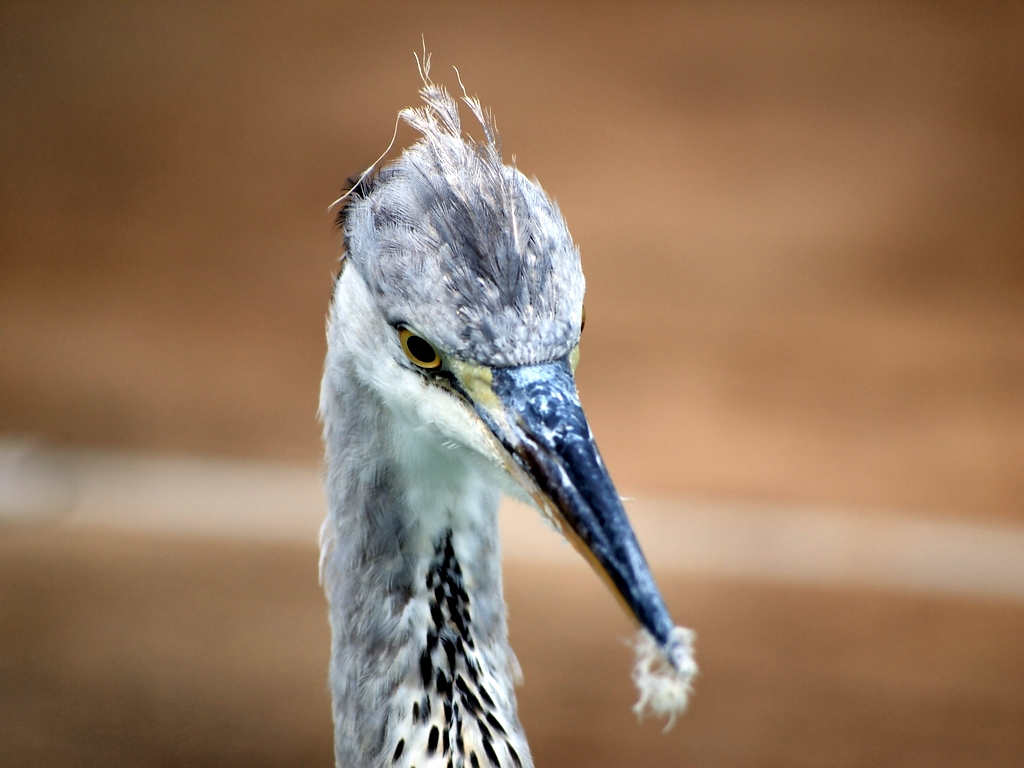 アシカ池にて2 ～ 王子動物園②_b0138101_4224278.jpg