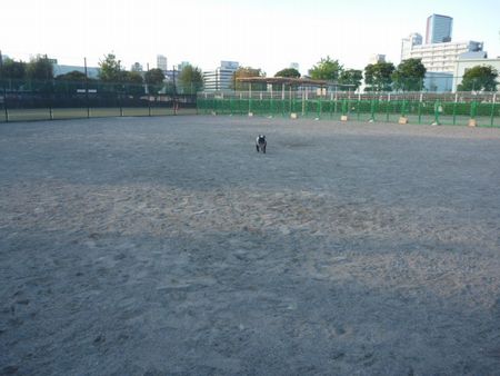 芝浦のドックランへ行きました。_f0085501_683639.jpg