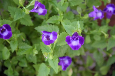 a0123003_039407.jpg