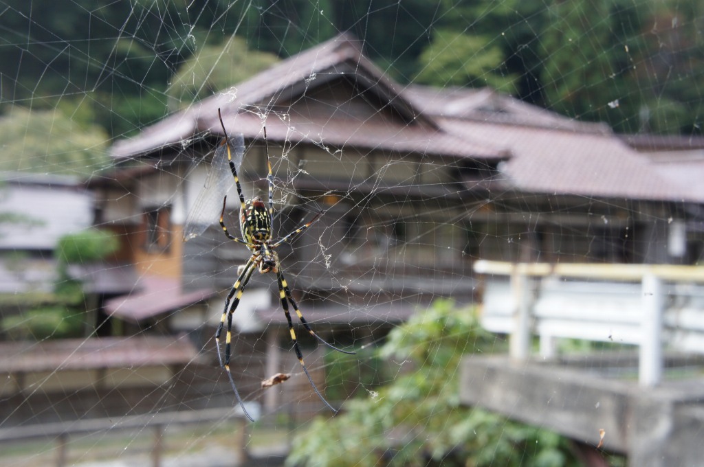 会津に行ってきました（初日②- 鶴ヶ城・東山温泉）_b0190603_1626999.jpg