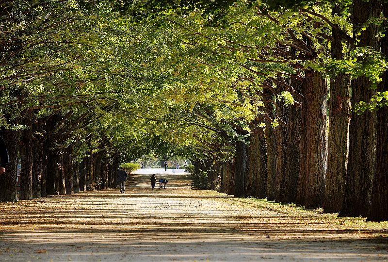 公園並木 Aickmandata Com