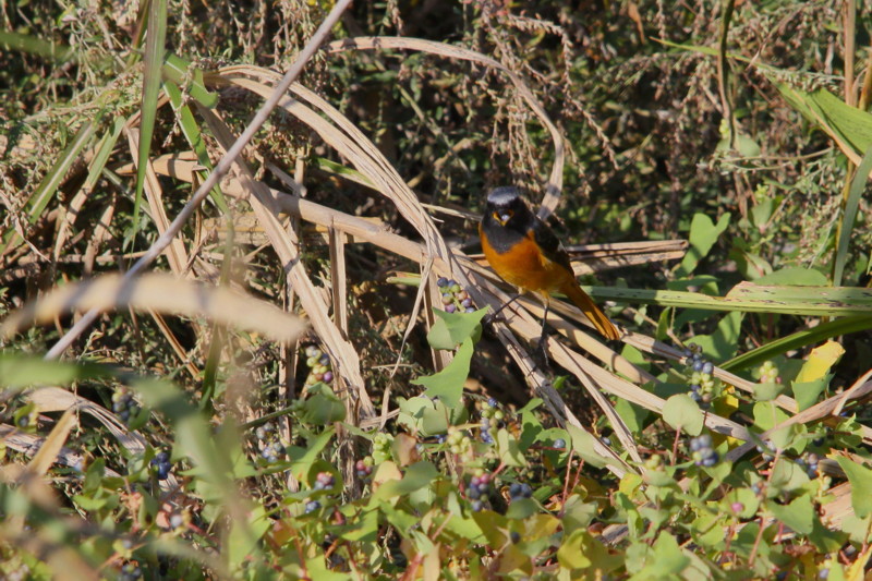 公園の鳥達（2011年10月29日）_f0235311_1756612.jpg