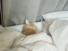 トラちゃんは寝ています_f0178313_23351124.jpg