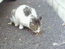 トラちゃんは寝ています_f0178313_23381781.jpg