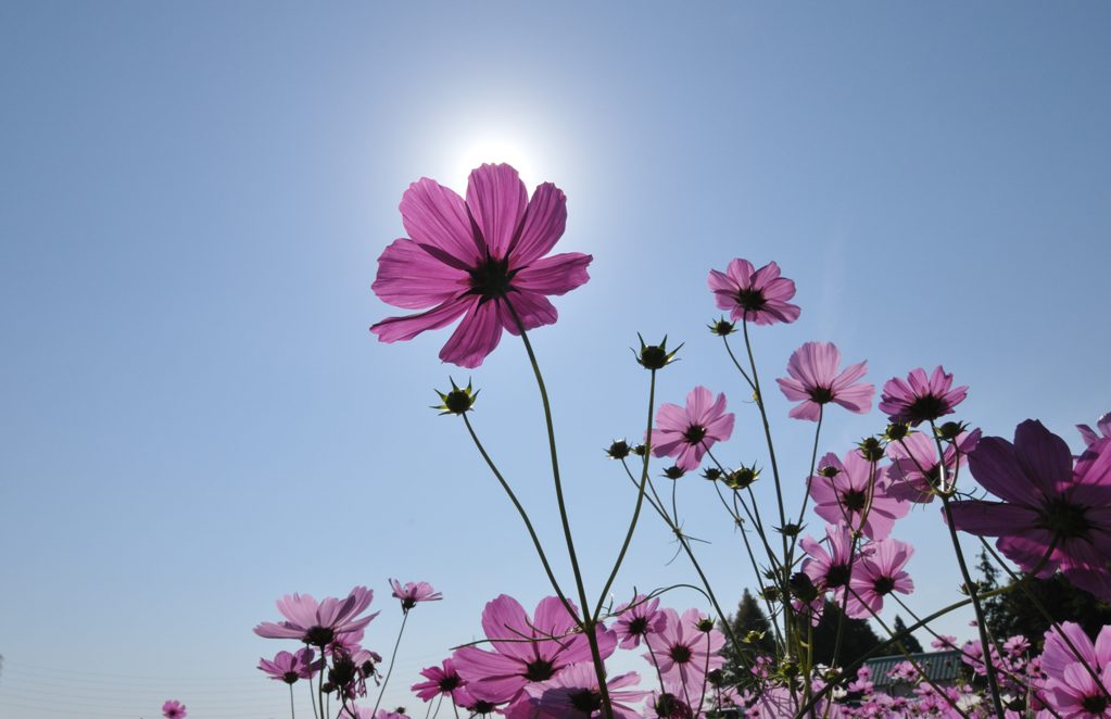 コスモスの花畑_d0247114_20184060.jpg