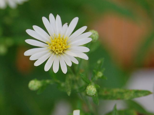 屋久島野菊 ヤクシマノギク 今日の花